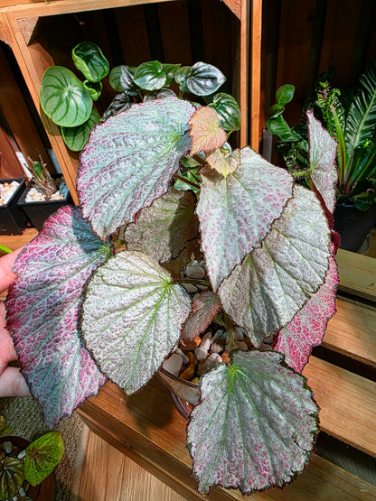 Begonia two face 雙面麗人秋海棠