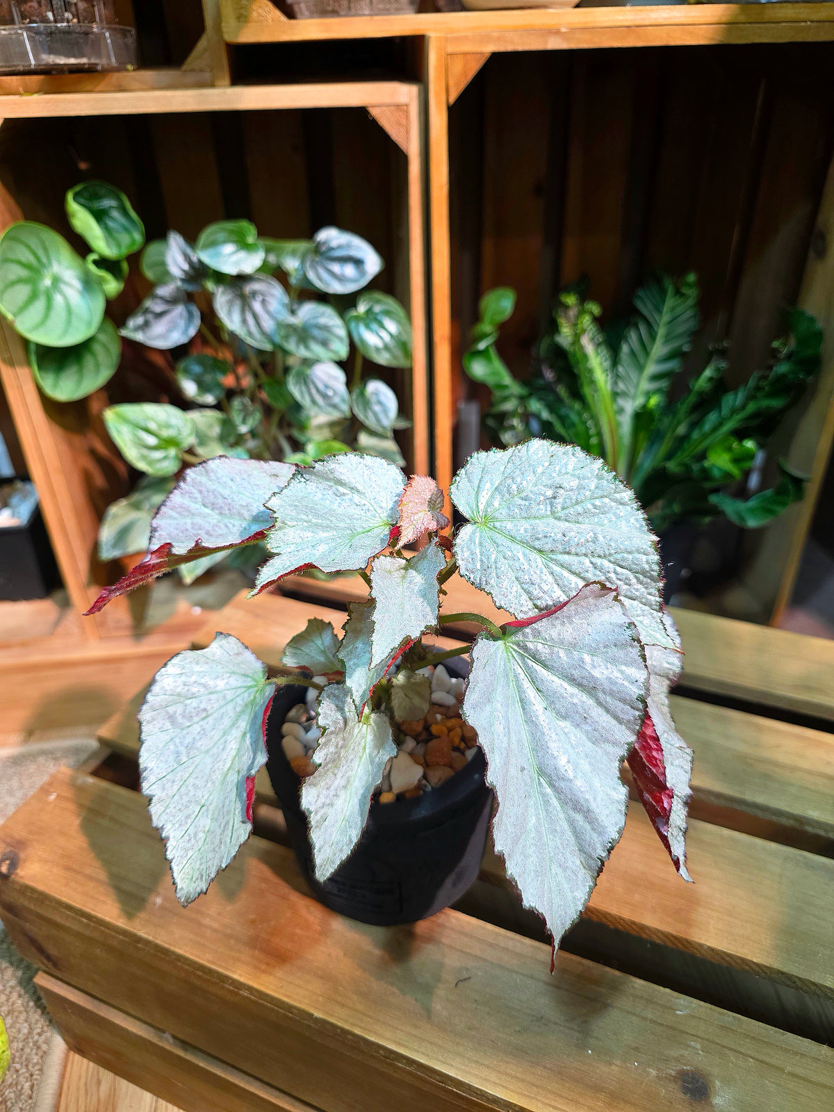 Begonia two face 雙面麗人秋海棠