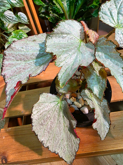 Begonia two face 雙面麗人秋海棠