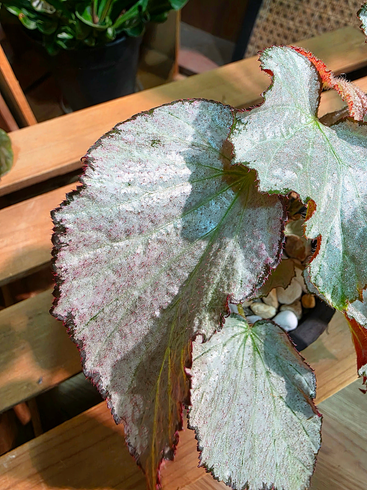 Begonia two face 雙面麗人秋海棠