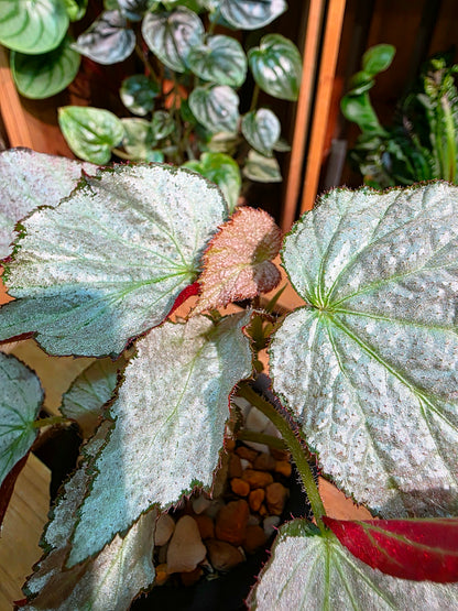 Begonia two face 雙面麗人秋海棠