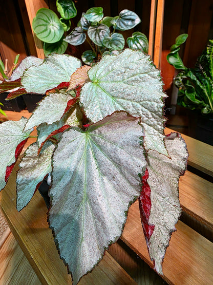 Begonia two face 雙面麗人秋海棠