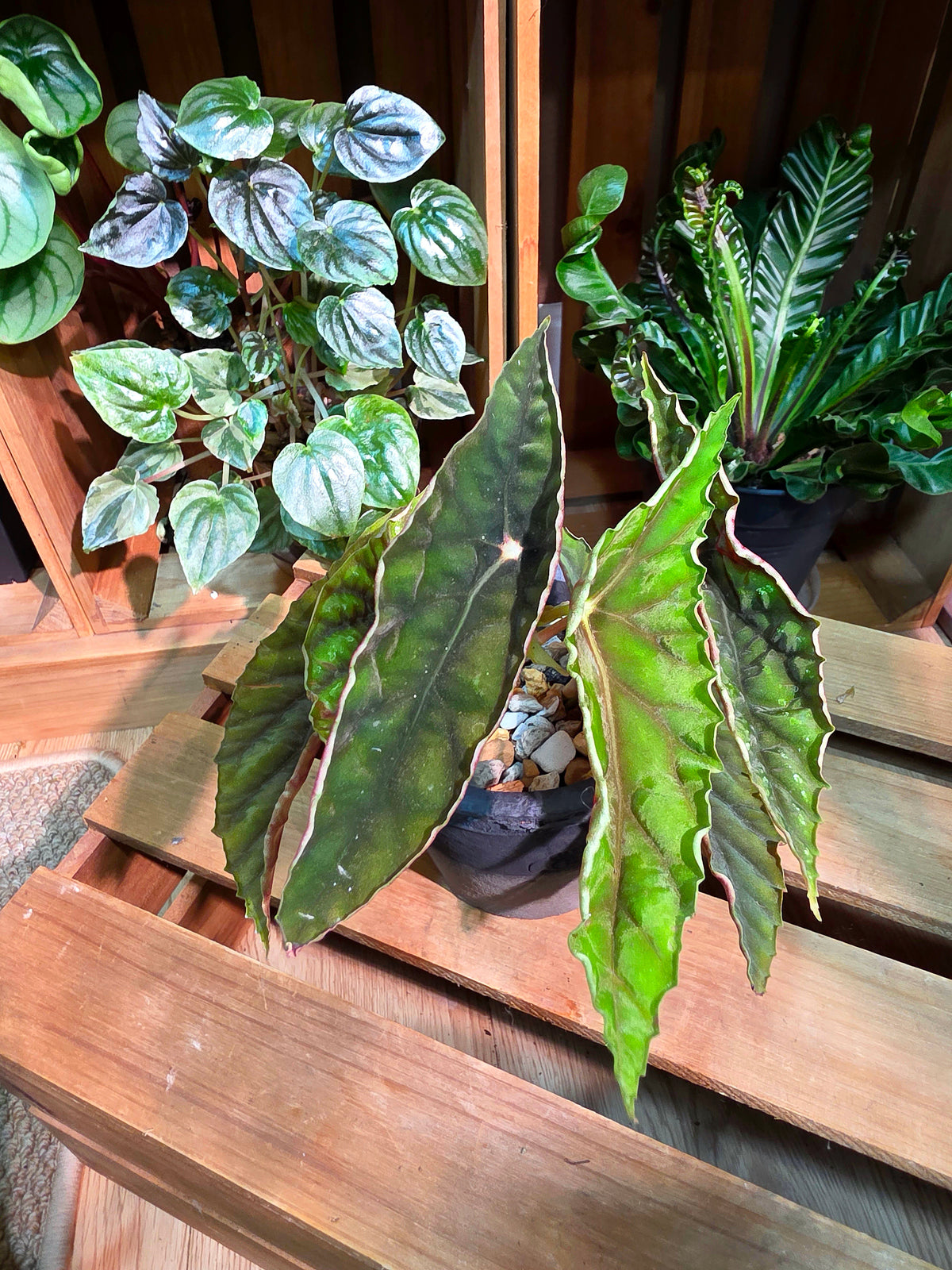 Begonia lubbersii 雙尖柳伯斯秋海棠