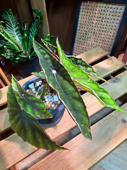 Begonia lubbersii 雙尖柳伯斯秋海棠