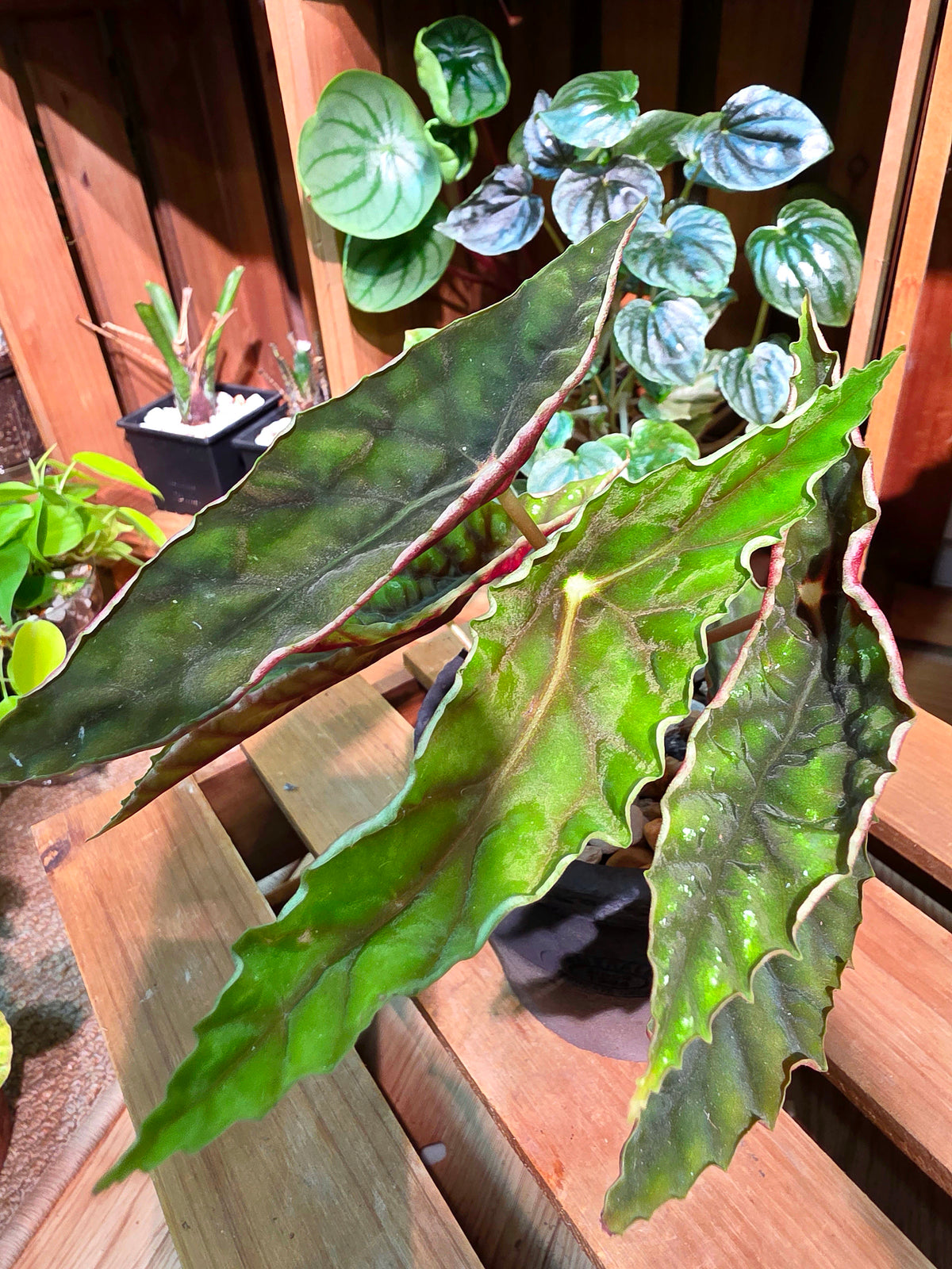Begonia lubbersii 雙尖柳伯斯秋海棠