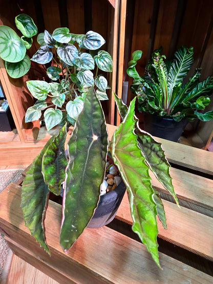 Begonia lubbersii 雙尖柳伯斯秋海棠