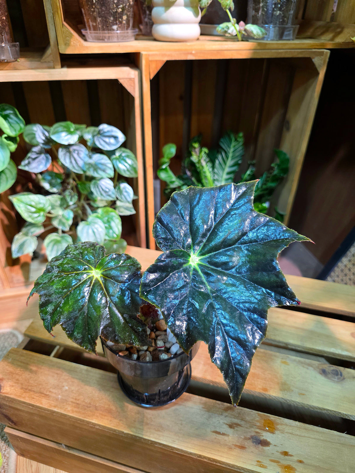 Begonia sp black frost 黑霜秋海棠