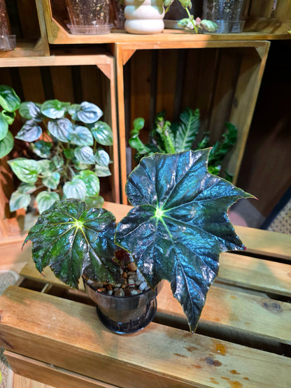 Begonia sp black frost 黑霜秋海棠