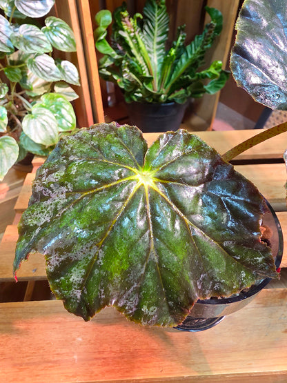 Begonia sp black frost 黑霜秋海棠
