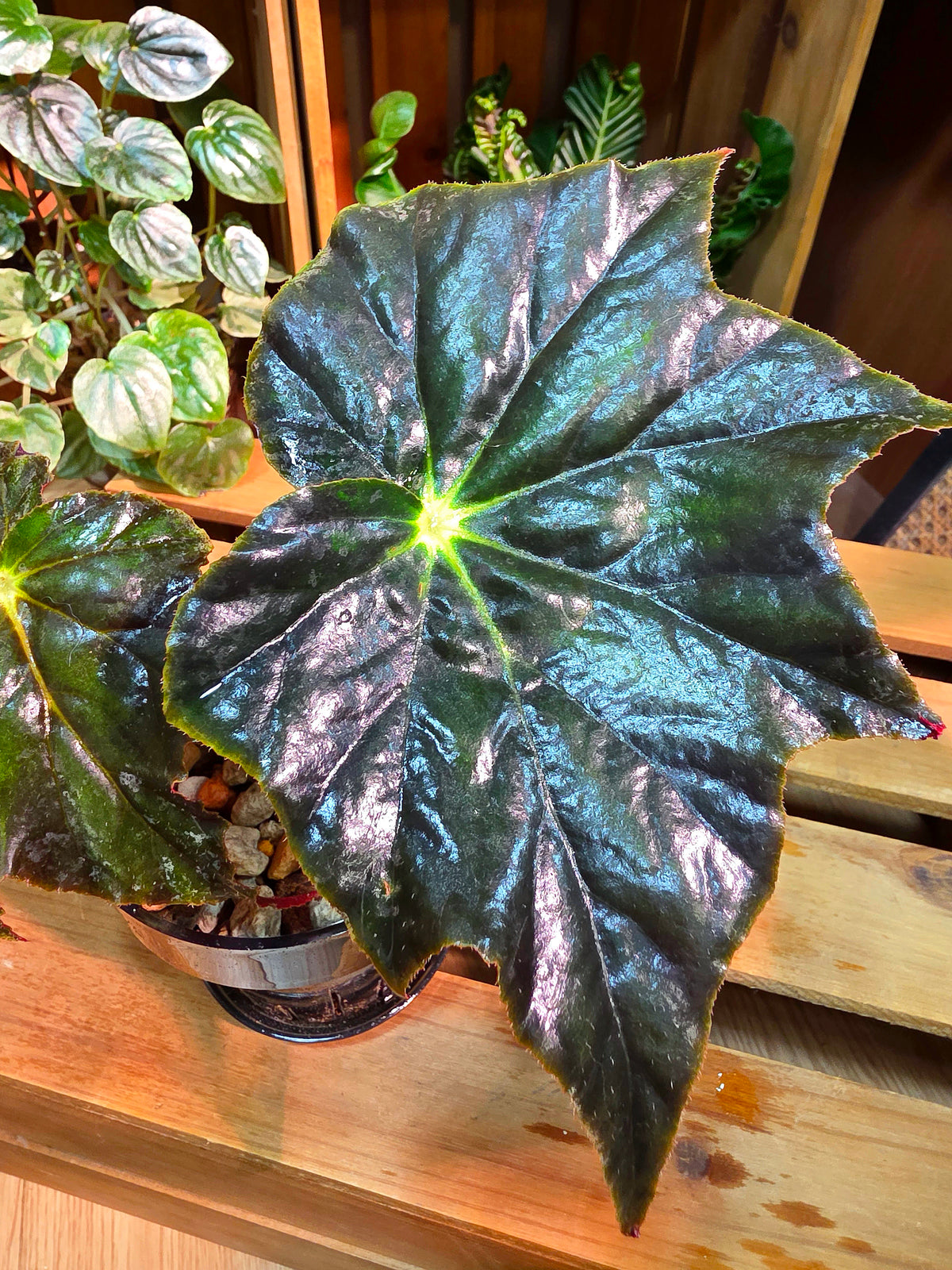 Begonia sp black frost 黑霜秋海棠