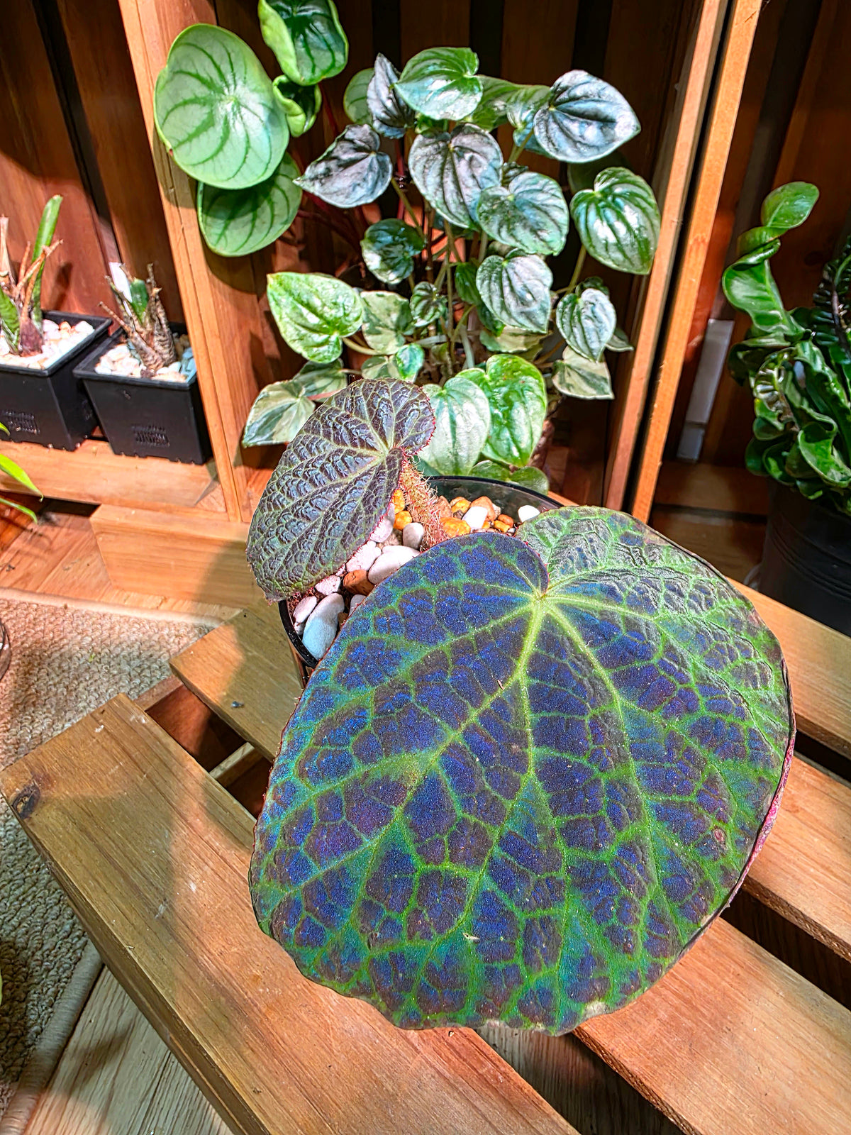 Begonia rockii 滇緬秋海棠