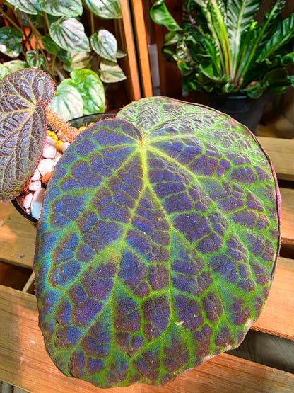 Begonia rockii 滇緬秋海棠