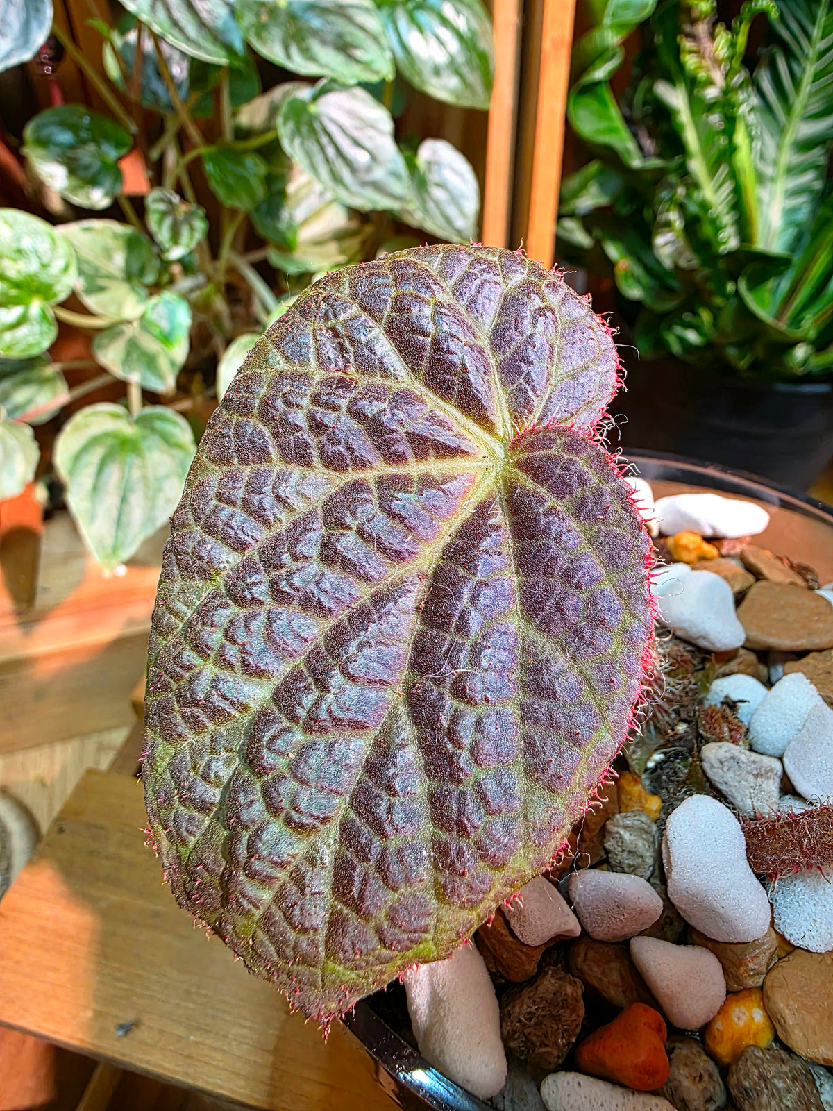 Begonia rockii 滇緬秋海棠
