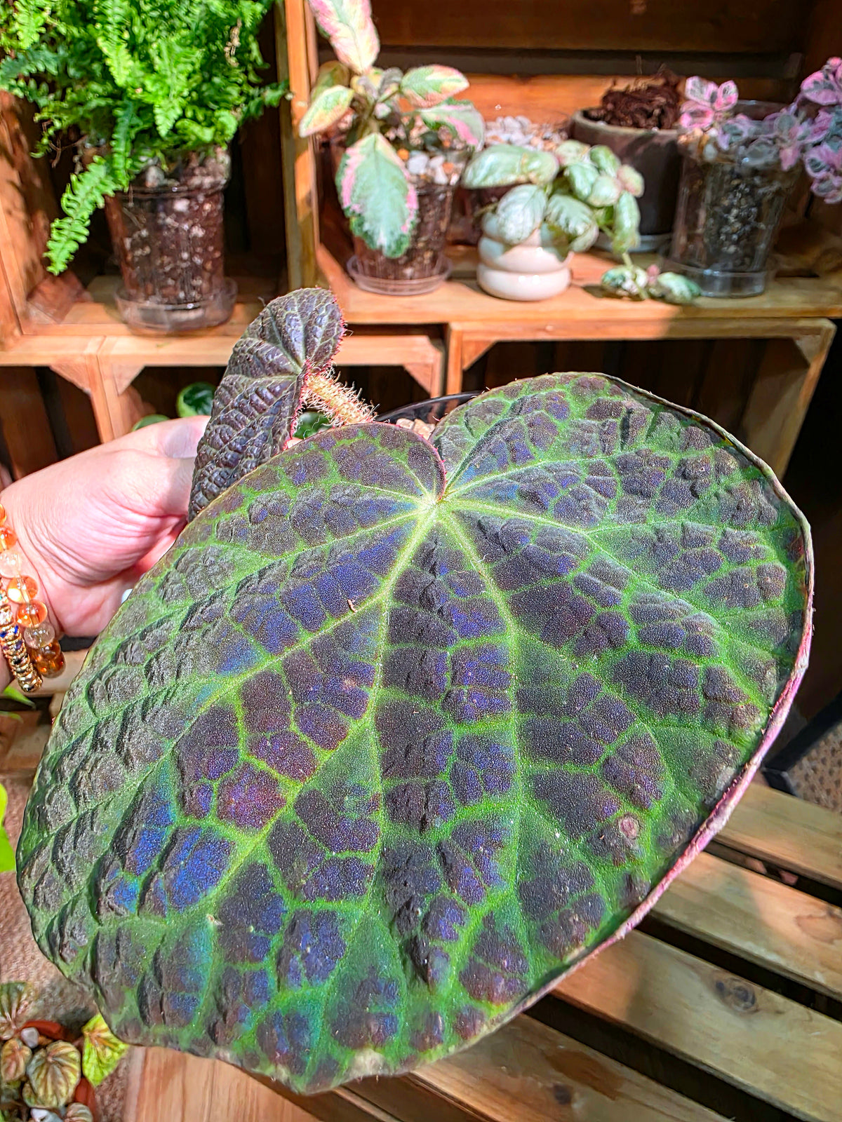 Begonia rockii 滇緬秋海棠