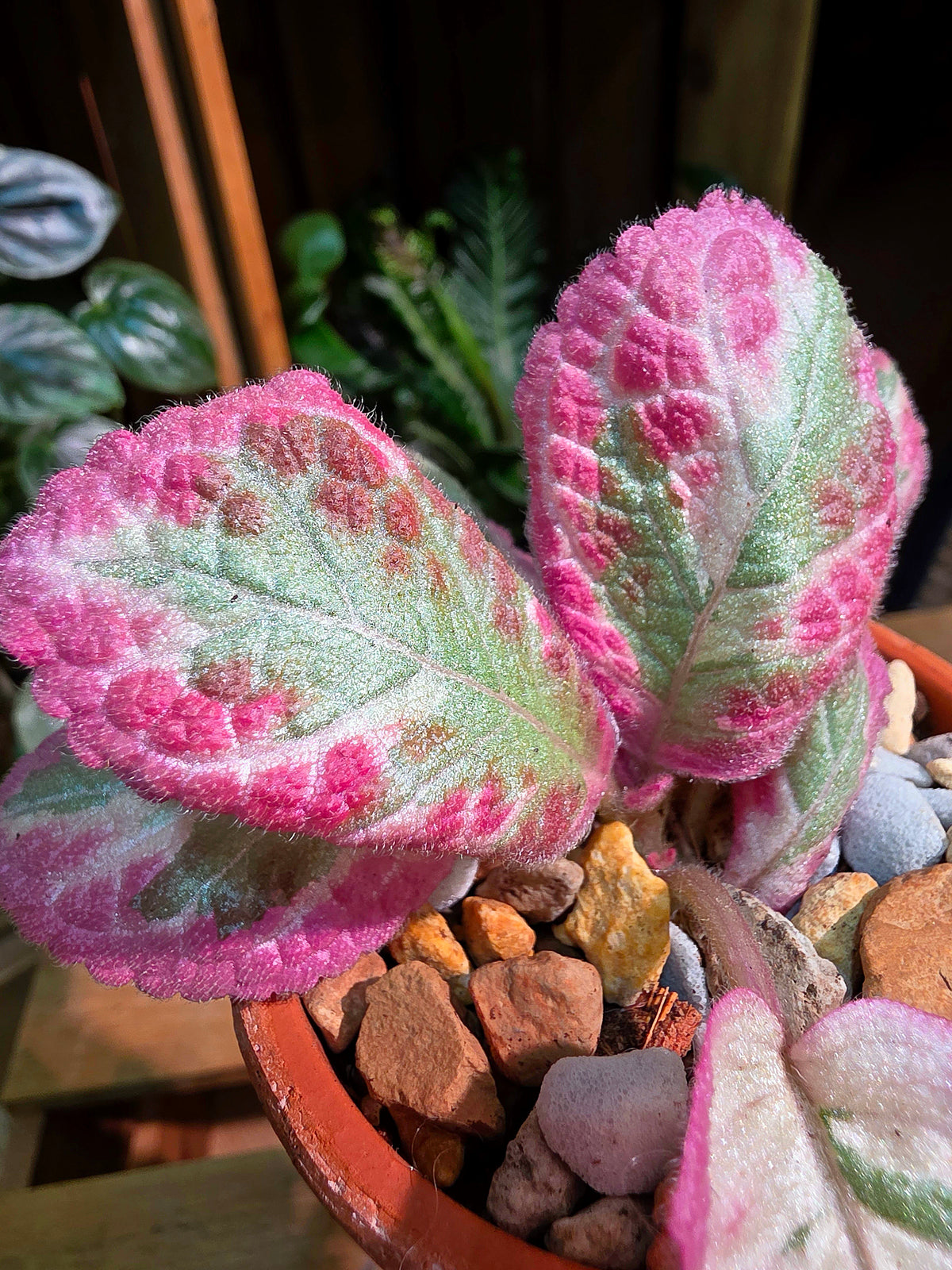 Episcia cupreata Cleopatra 埃及艷后喜蔭花