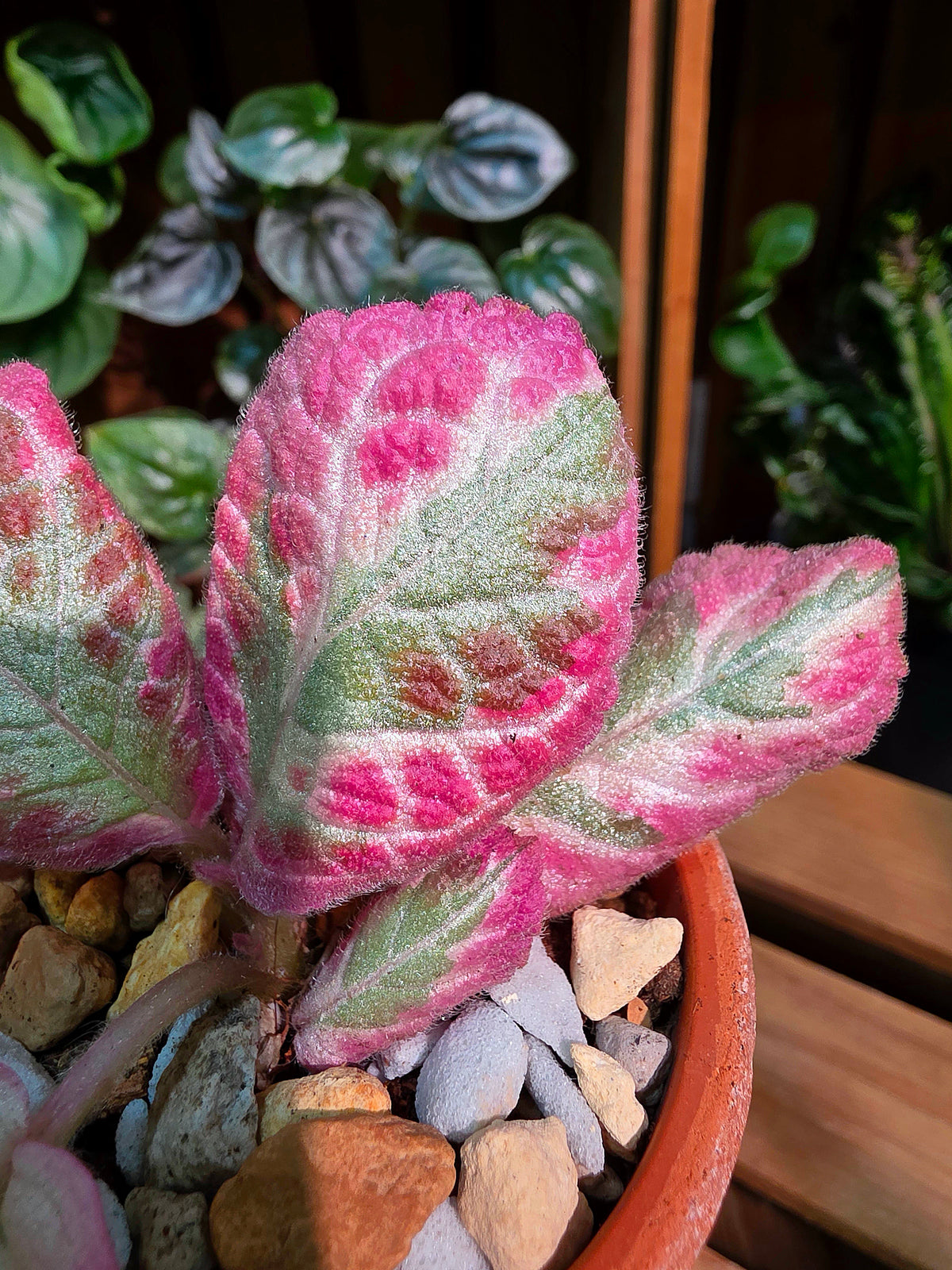 Episcia cupreata Cleopatra 埃及艷后喜蔭花