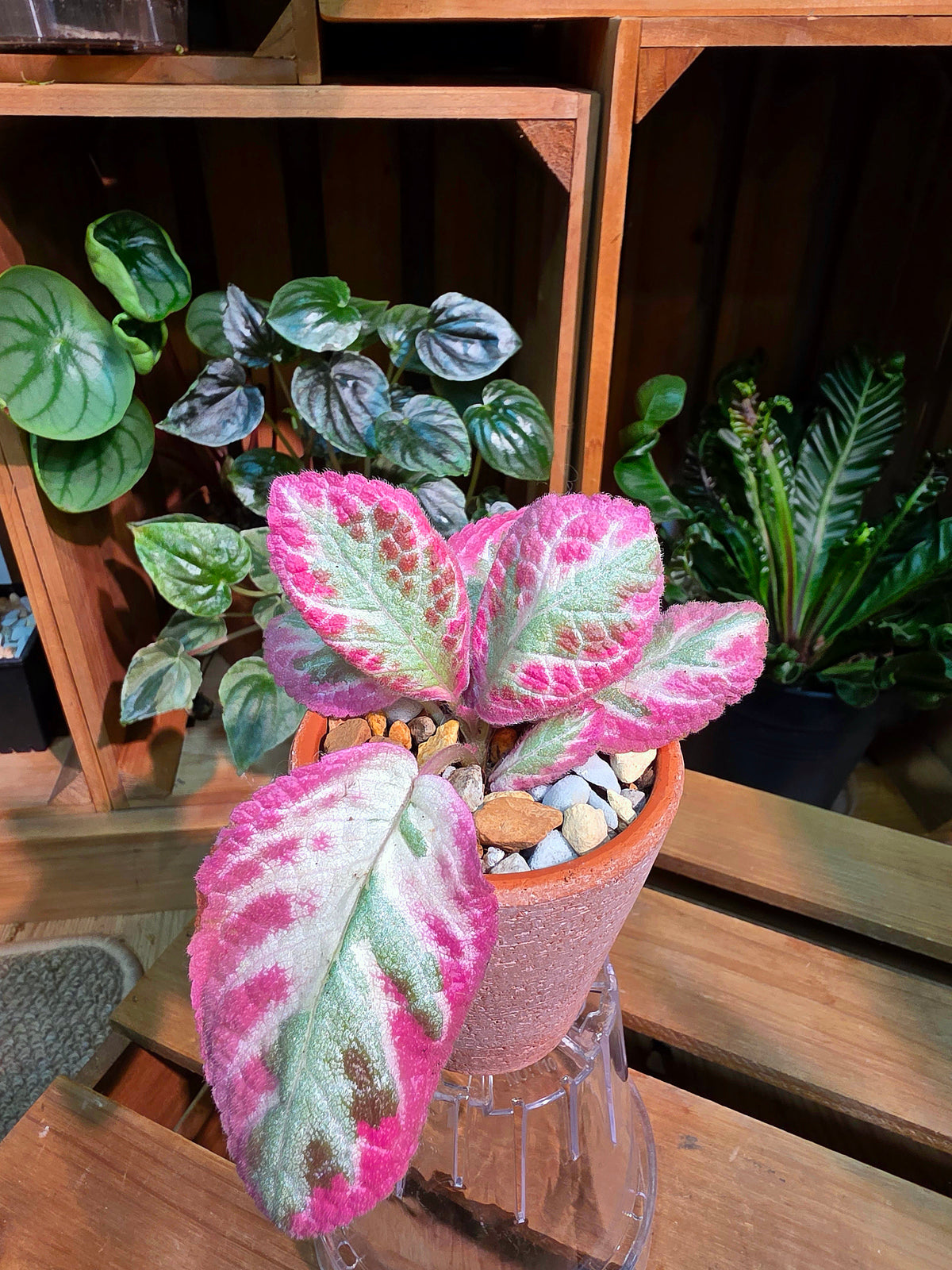 Episcia cupreata Cleopatra 埃及艷后喜蔭花