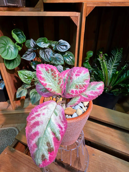 Episcia cupreata Cleopatra 埃及艷后喜蔭花