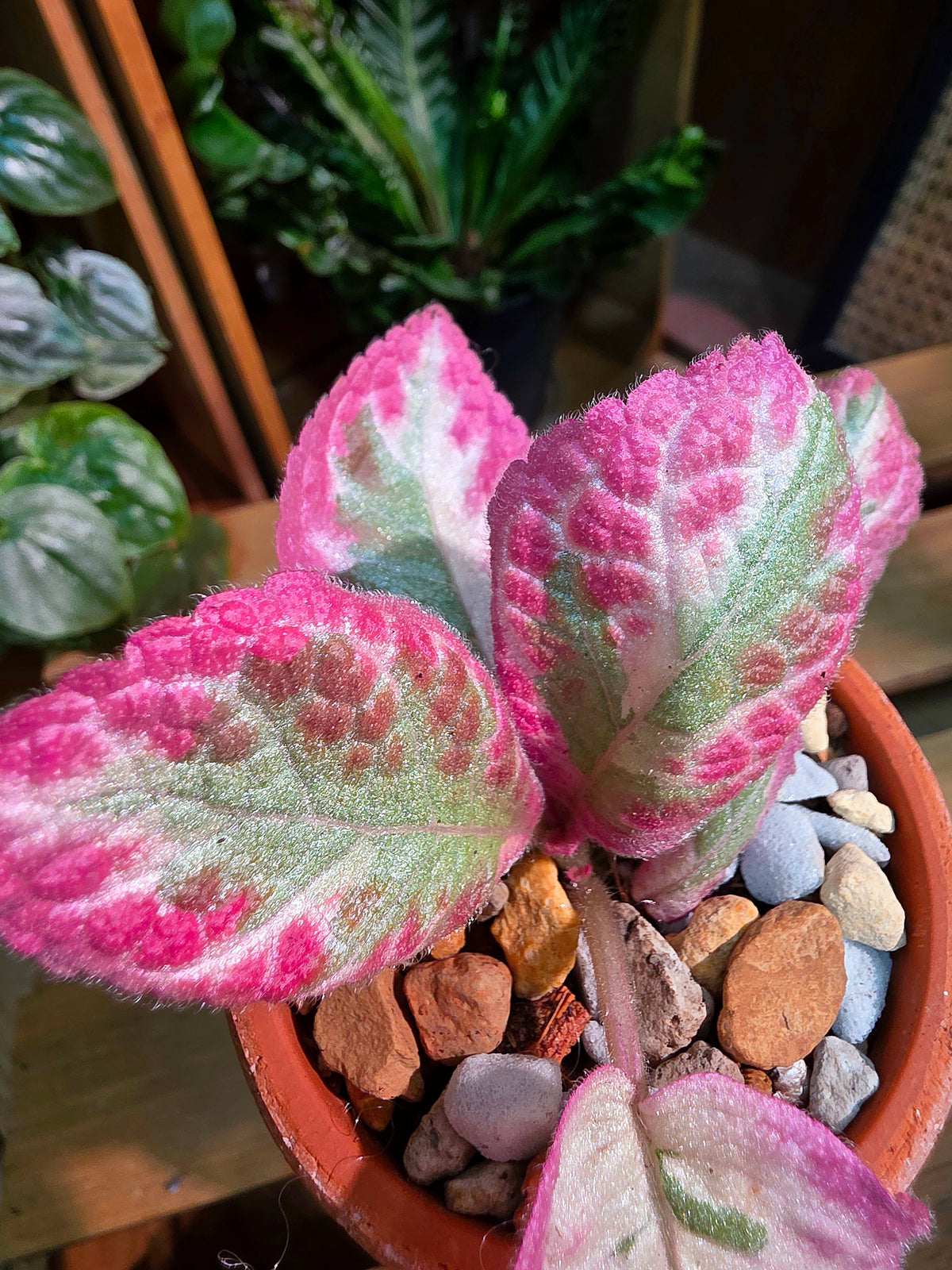 Episcia cupreata Cleopatra 埃及艷后喜蔭花