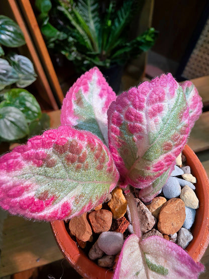 Episcia cupreata Cleopatra 埃及艷后喜蔭花