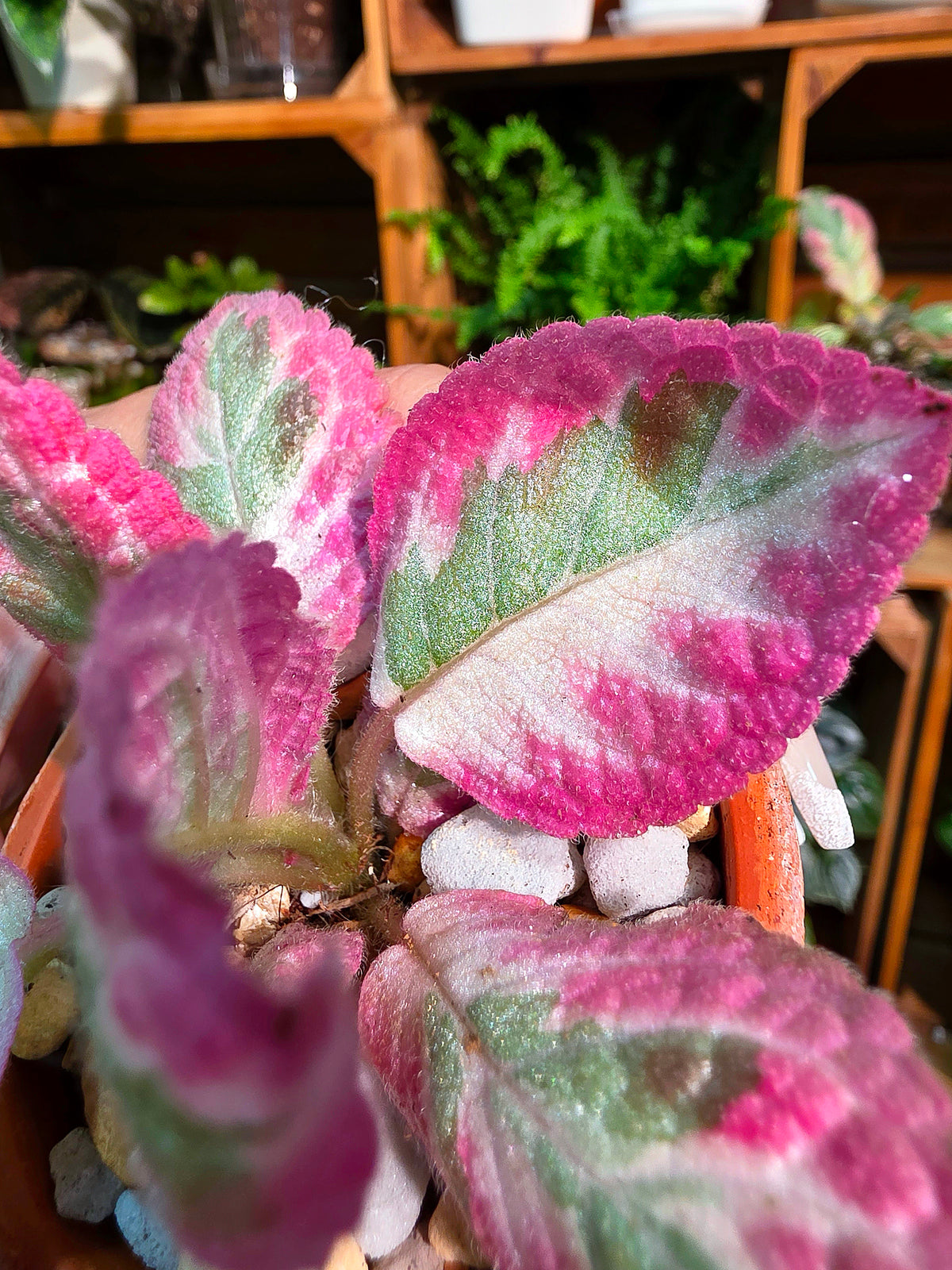 Episcia cupreata Cleopatra 埃及艷后喜蔭花