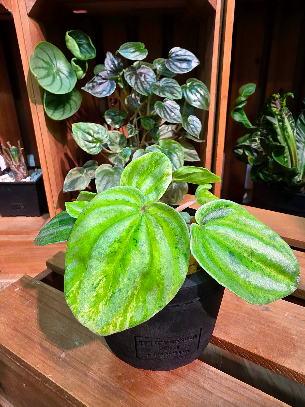 Peperomia sp 螢光西瓜皮椒草