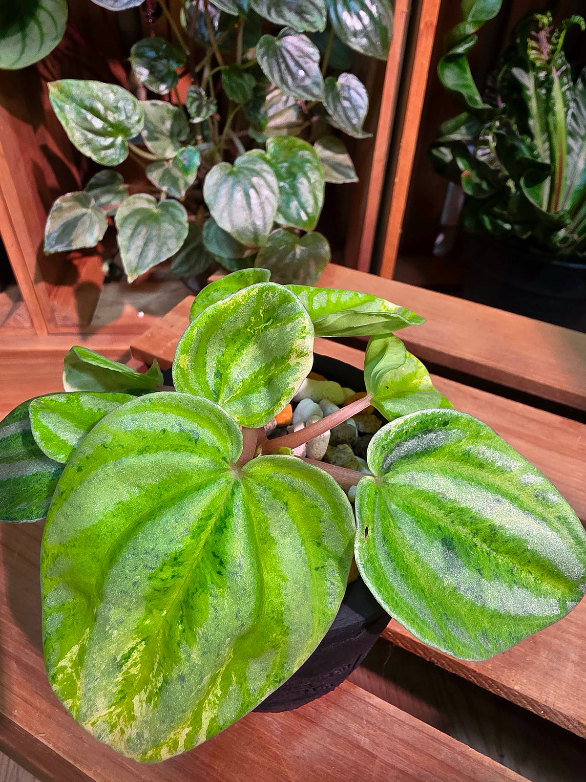 Peperomia sp 螢光西瓜皮椒草