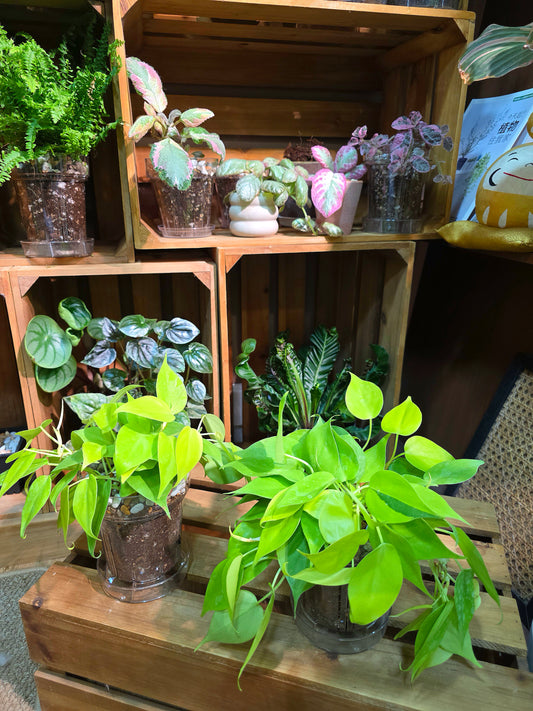 Philodendron lemon lime 檸檬汁蔓綠絨