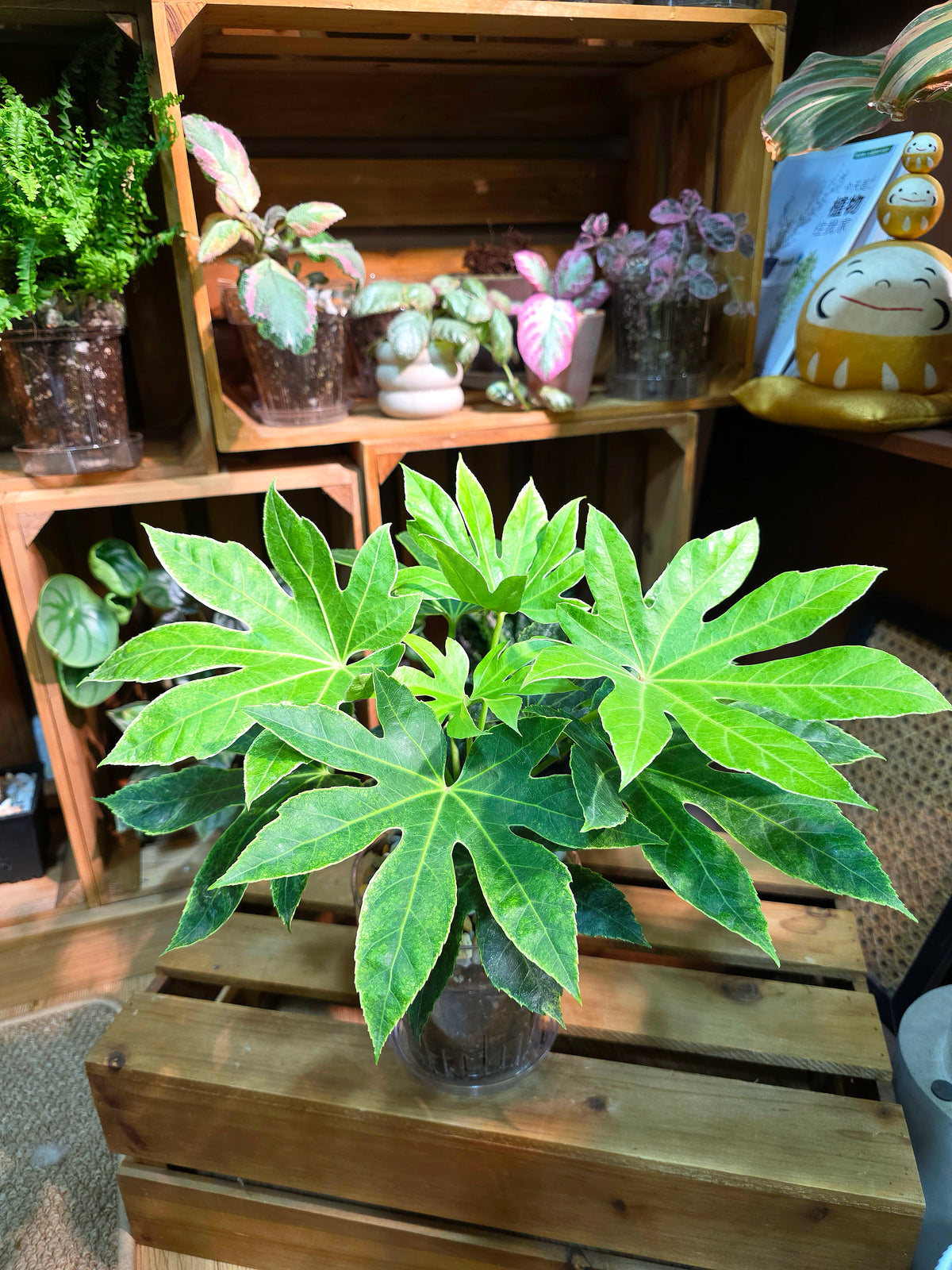 Fatsia Japonica Spiders Web 日本八角金盤
