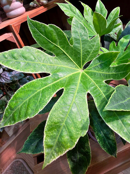 Fatsia Japonica Spiders Web 日本八角金盤