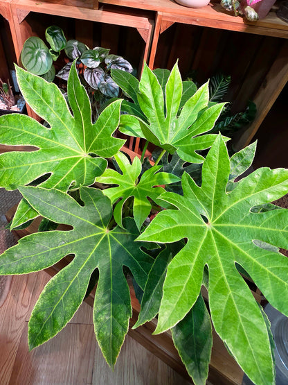 Fatsia Japonica Spiders Web 日本八角金盤