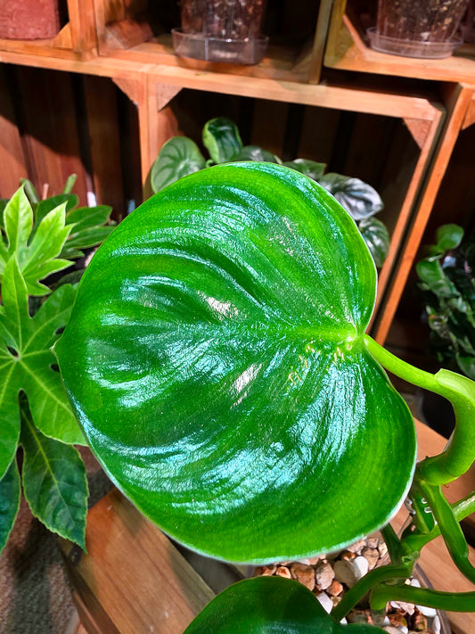 Philodendron pittieri 皮蒂蔓綠絨
