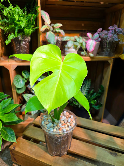 Monstera deliciosa Bulbasaur