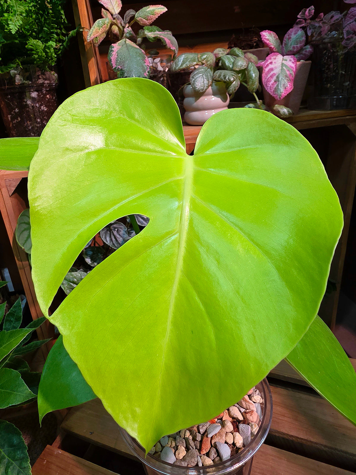 Monstera deliciosa Bulbasaur