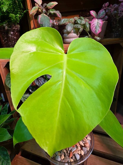 Monstera deliciosa Bulbasaur