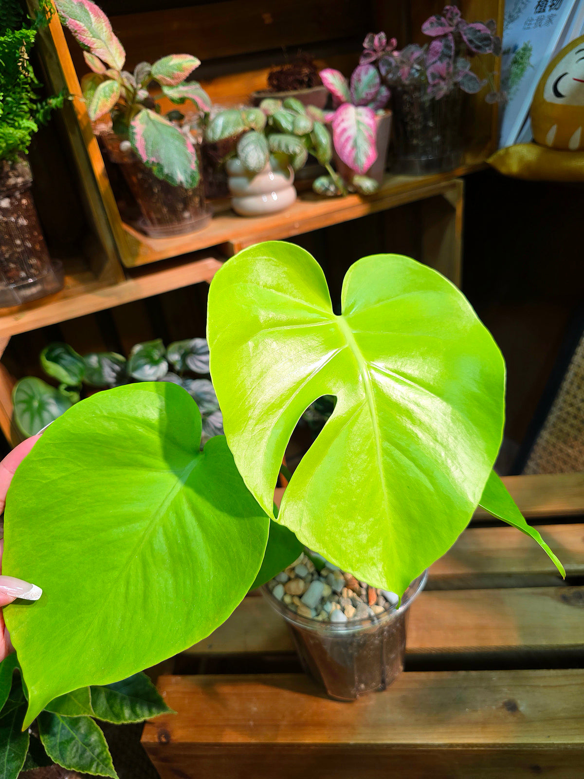 Monstera deliciosa Bulbasaur