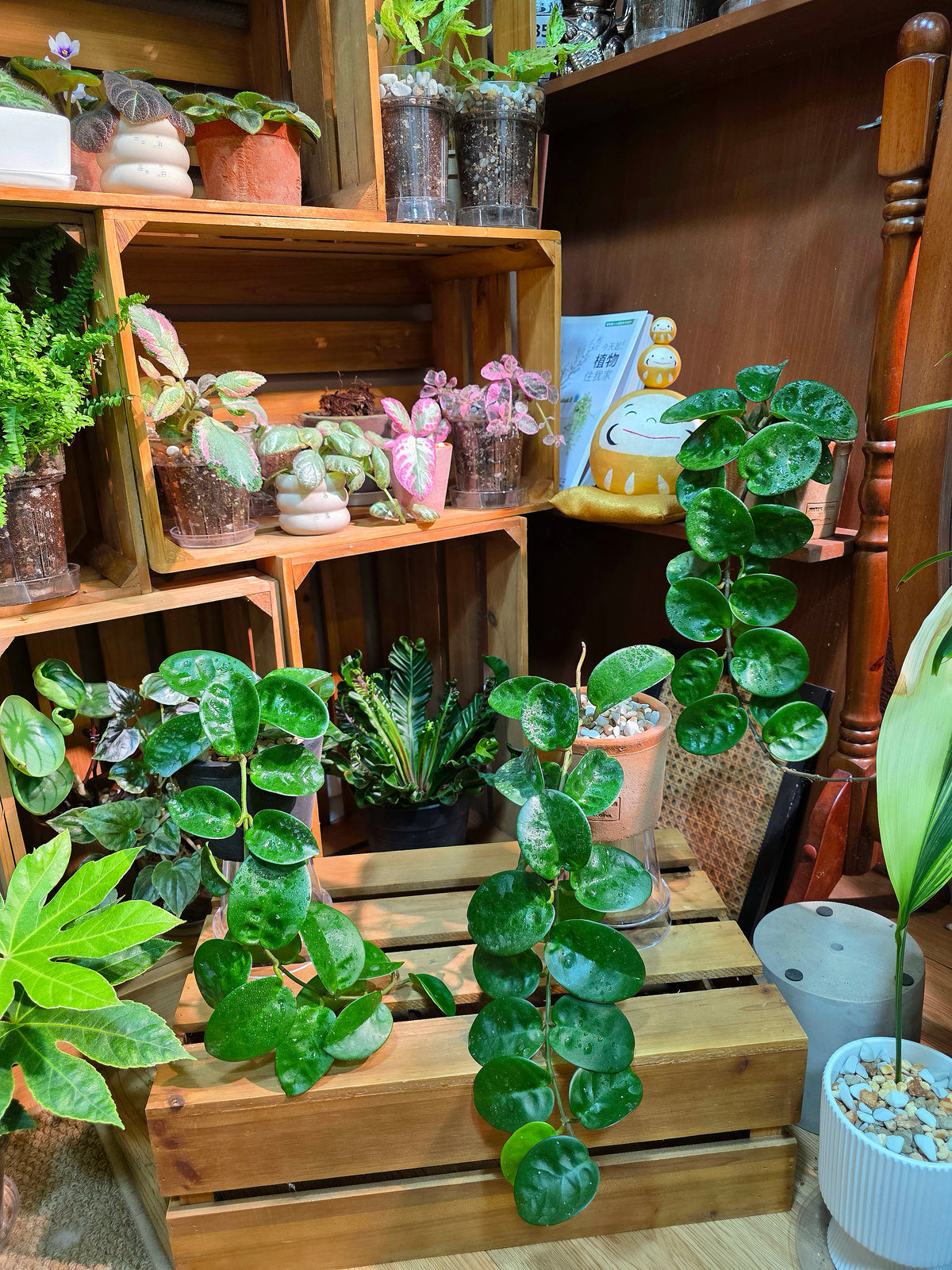 Hoya Carnosa Clinton 克林頓球蘭