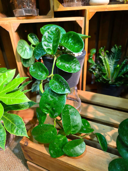 Hoya Carnosa Clinton 克林頓球蘭