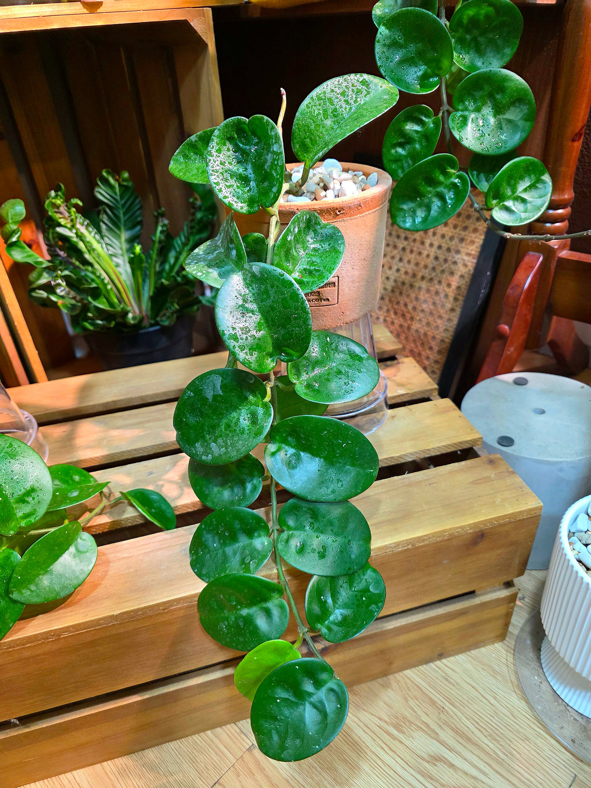 Hoya Carnosa Clinton 克林頓球蘭
