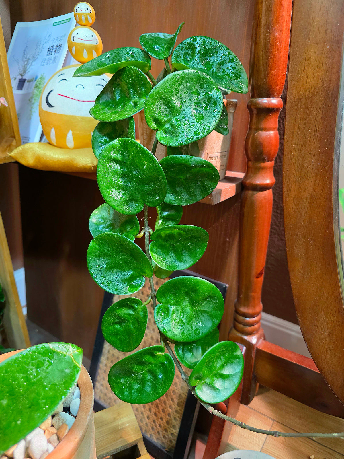 Hoya Carnosa Clinton 克林頓球蘭