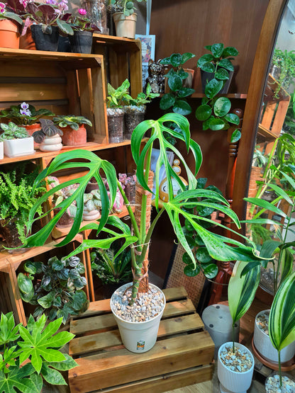 Monstera Burle Marx Flame
