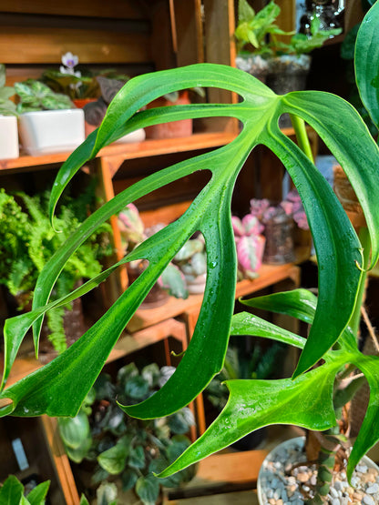 Monstera Burle Marx Flame