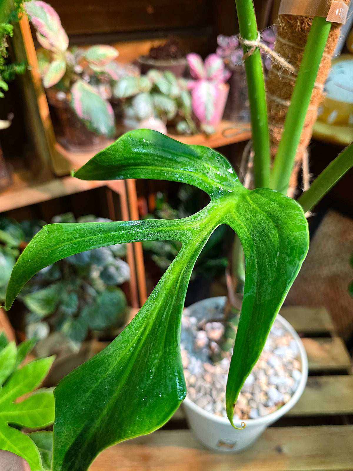 Monstera Burle Marx Flame