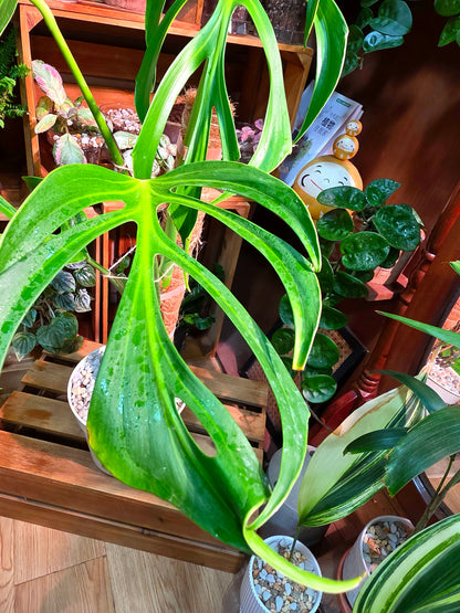 Monstera Burle Marx Flame
