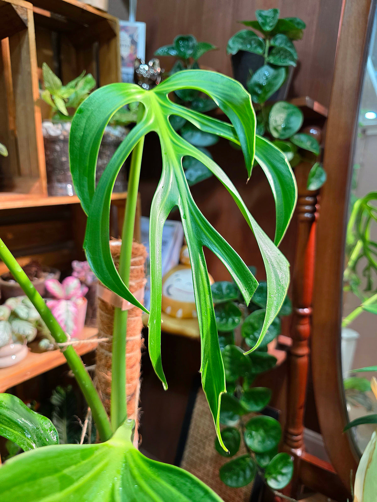 Monstera Burle Marx Flame