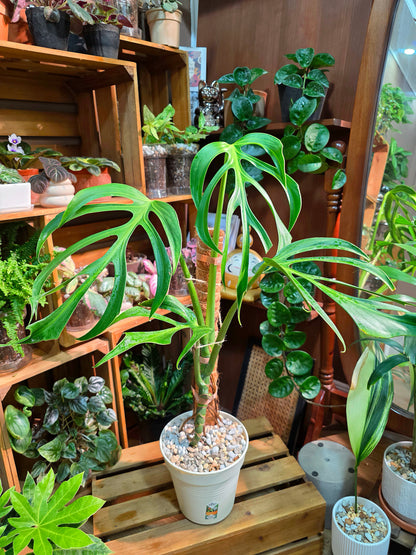 Monstera Burle Marx Flame
