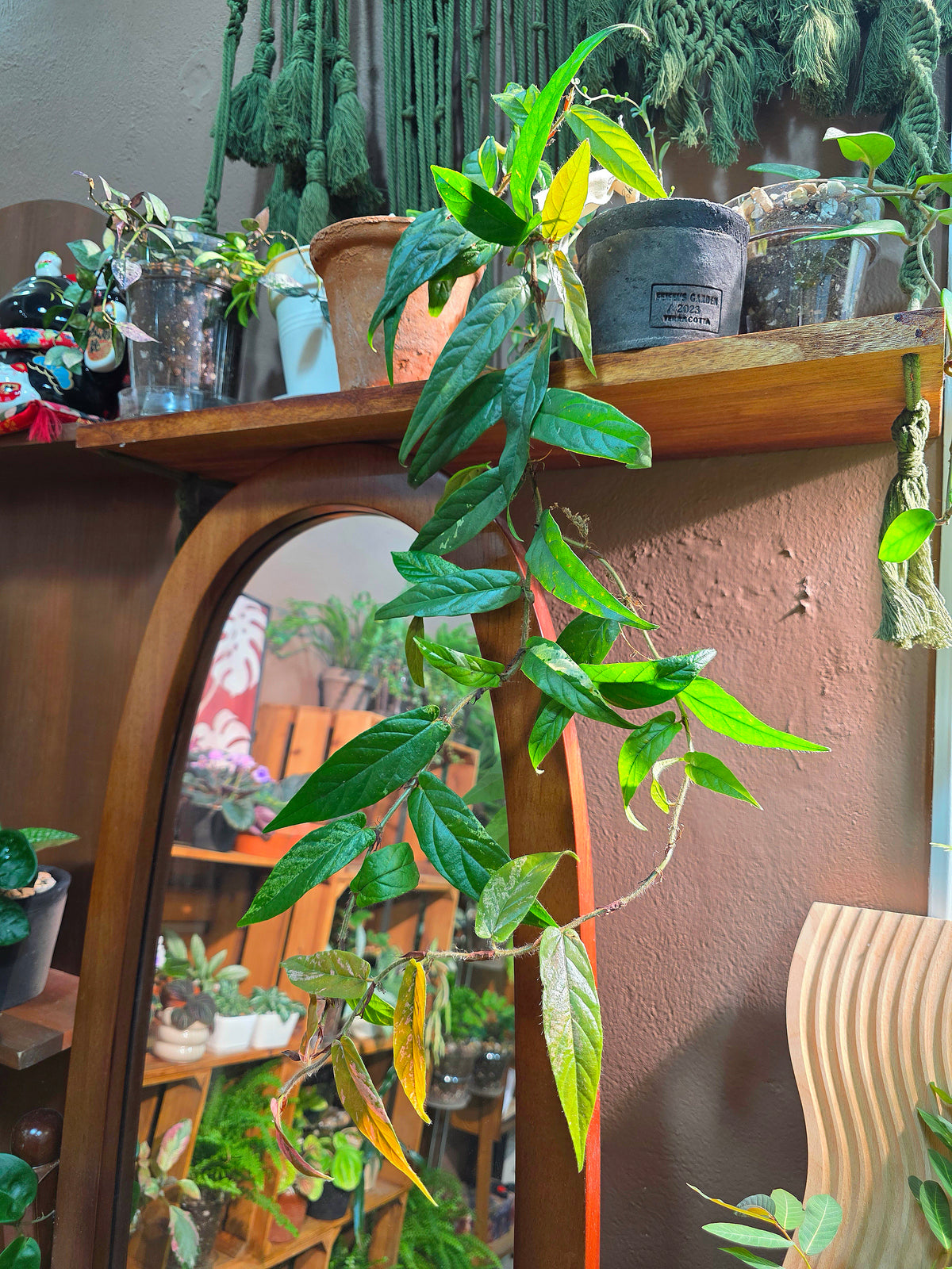Rhaphidophora sp variegated pink 粉斑崖角藤