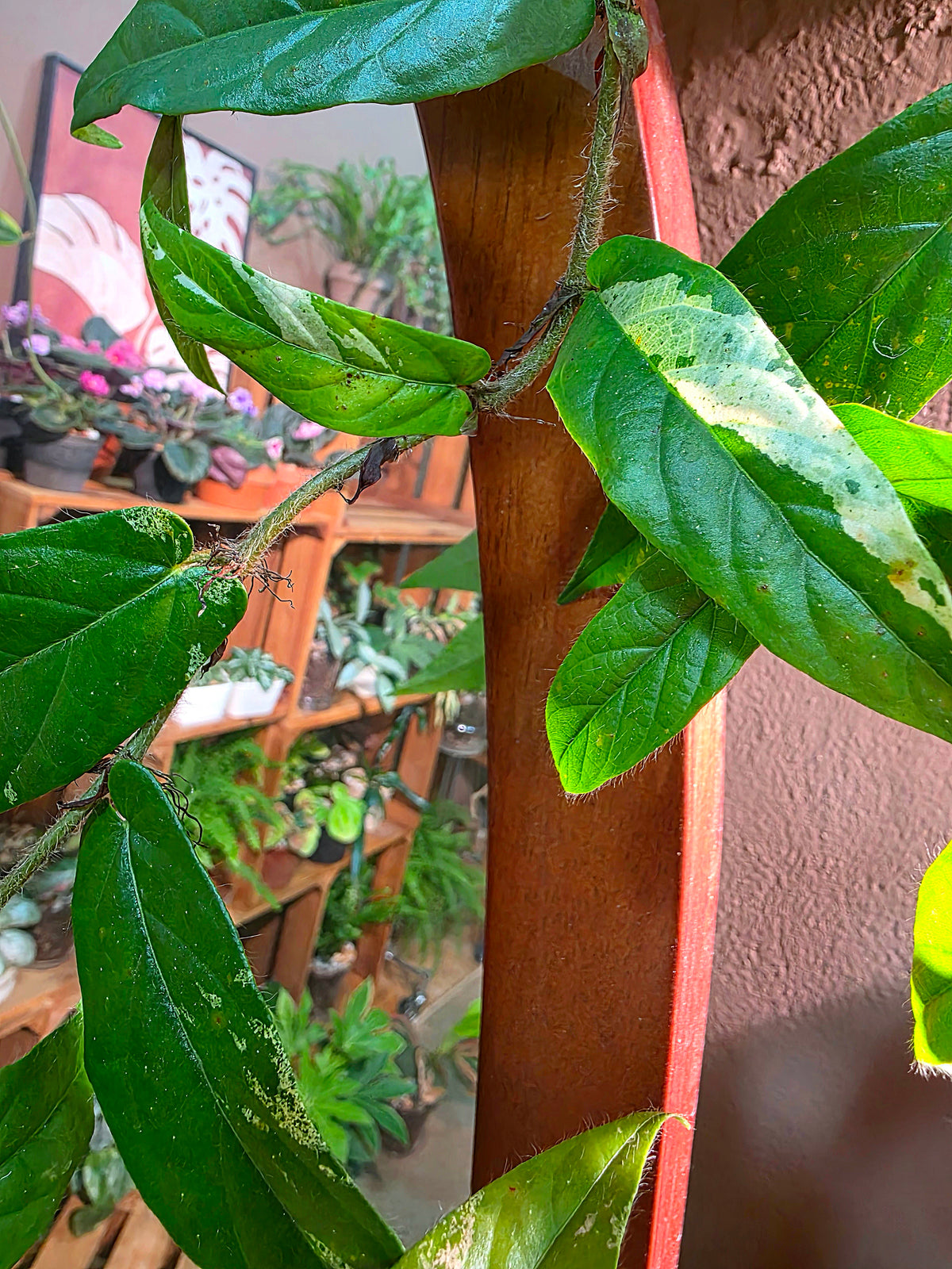 Rhaphidophora sp variegated pink 粉斑崖角藤