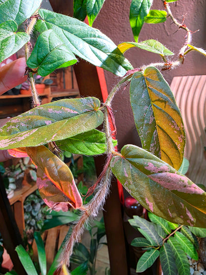 Rhaphidophora sp variegated pink 粉斑崖角藤