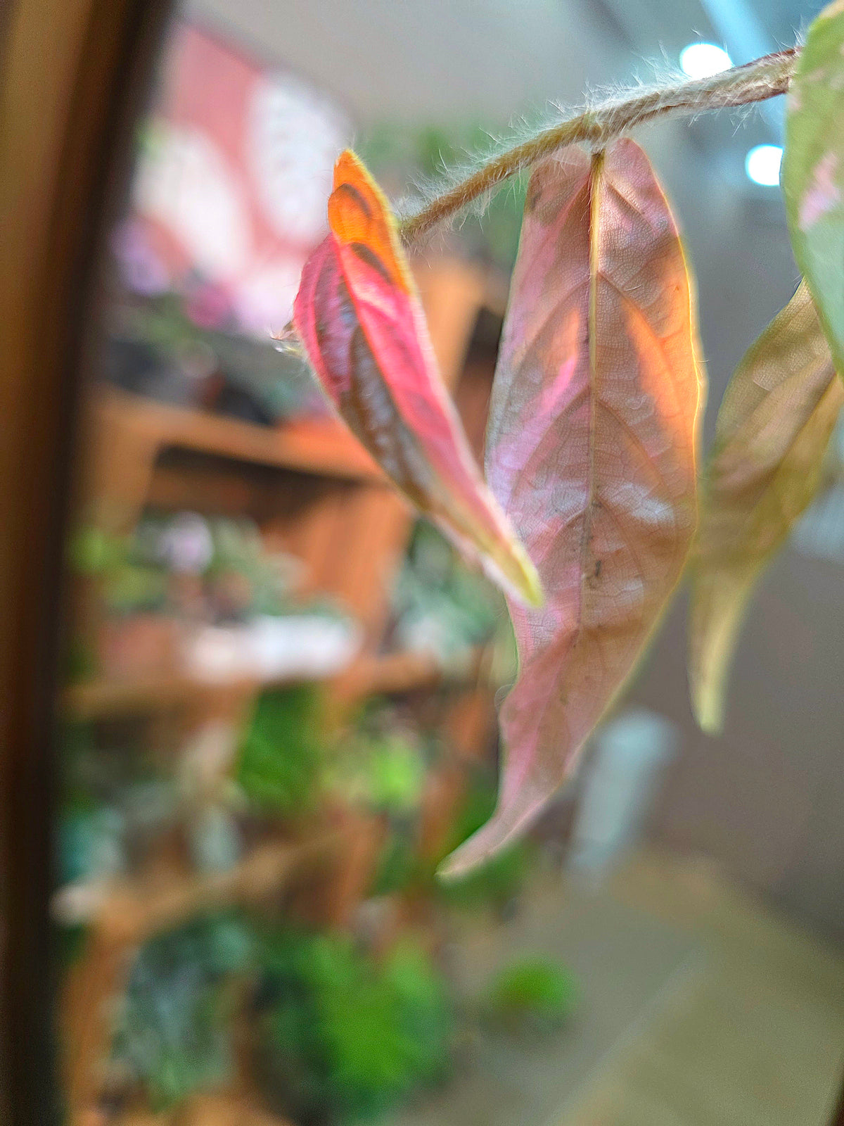 Rhaphidophora sp variegated pink 粉斑崖角藤